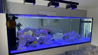 Waterbox peninsula 7225 860L reef aquarium build Ep16 ICH UV treatment [upl. by Oaks]