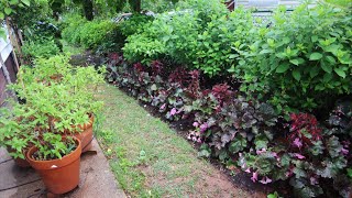 Working In Hydrangea Lane  Planting Annuals GARDENADDICTZ [upl. by Bee]