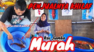 Penjualnya Khilaf ni‼️Koi Jumbo Murah🔴Ada bahan untuk Show di Review juga harganya [upl. by Esereht]