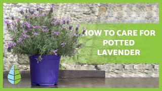 How to care for POTTED LAVENDER 💜 Watering composting pruning and more [upl. by Donough637]