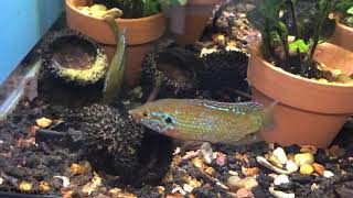 Turquoise Jewel cichlids breeding [upl. by Ainuj]