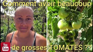 Comment avoir beaucoup de grosses TOMATES  🤔 [upl. by Egas]