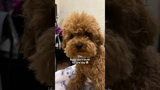 Little stranger 😂 pets dog puppy [upl. by Ekyt]