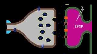 Synaptic Transmission [upl. by Ahcas]