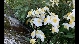 Carpenteria californica bushanemone [upl. by Lezley342]