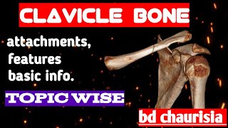 clavicle bone anatomy 3d  anatomy of clavicle bone attachments anatomy  bones of upper limb [upl. by Aklam]