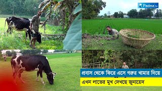 প্রবাস থেকে ফিরে গরুর খামার দিয়ে বেশ সাবলম্বী জুনায়েদ  bangladesh farm  Newsbd  padmatv [upl. by Ppik]