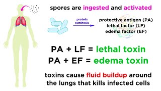 Anthrax Bacillus anthracis [upl. by Akcemat]