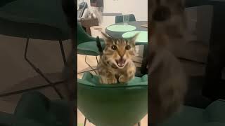 Funny Cats 2025 🐈‍⬛ kitten meowing 😅 funanimals Part 3212 [upl. by Atikan]