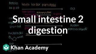 Small intestine 2 Digestion  Gastrointestinal system physiology  NCLEXRN  Khan Academy [upl. by Ferree]