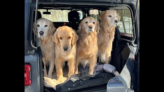 Cargo Dog install In a Jeep Wrangler [upl. by Adigun]