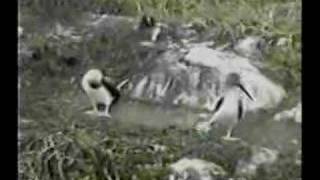 Bluefooted Booby Dance [upl. by Aiuqet859]