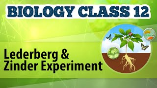 Lederberg and Zinder Experiment  Molecular Basis of Inheritance  Biology Class 12 [upl. by Ymerej]