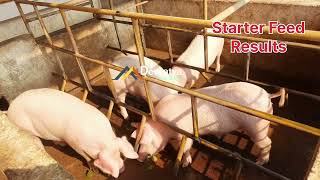 Pig Farming in Indiauttar Pradesh 7881137363 [upl. by Flita]