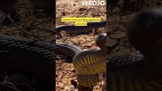 Wildlife Facts  The Inland Taipan The Worlds Most Venomous Snake inlandsnake [upl. by Atiuqes920]