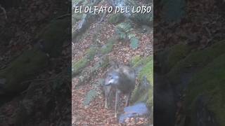 Lobo Ibérico en Otoño Olfato asturiasparaisonatural [upl. by Linda953]