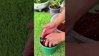 🌿 How to Propagate Spider Plants Easy Steps for Endless Baby Plants 🌱 [upl. by Alled]