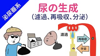 【腎臓】尿の生成の仕組み（濾過、再吸収、分泌） [upl. by Lazor]