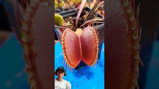 Tanaman pemakan serangga carnivore plants venusflytrap [upl. by Emiolhs]