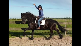 Finally I can ride Queen Uniek again After my pregnancy It is truly a wonder Friesian horse [upl. by Airekal840]