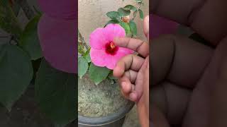 Malvaceae family floral formula and flower part explained in short for NEETjetICARNET [upl. by Eltsirhc295]