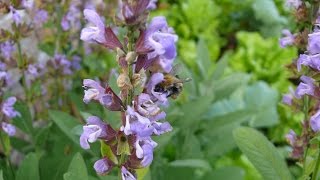 Wildbienenhotel aus einem Ziegelstein [upl. by Oisorbma]