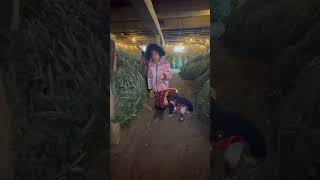 The Christmas tree farm canadalifevlogs subscribe shorts family [upl. by Surazal]