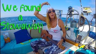 Girl Sailing North Ep 6 Santa Cruz to Catalina Island [upl. by Cheslie870]