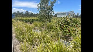 Filterra bioretention at Baringa Queensland [upl. by Won844]