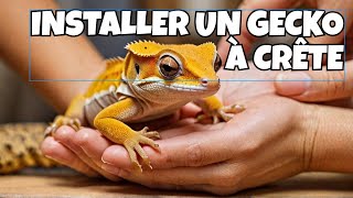 COMMENT INSTALLER UN GECKO À CRÊTE [upl. by Tita545]