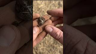 A TREASURE FIND from the era of WILLIAM WALLACE  metal detecting  XP DEUS 2 [upl. by Ynahpets]