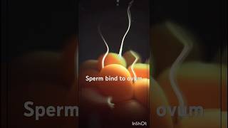 Fertilization fusion of Egg amp Sperm 3danimation viralshorthumananatomyfertilizationspermovum [upl. by Conway]