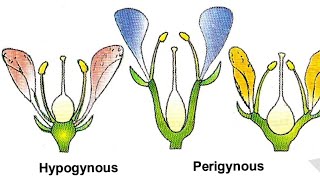 Hypogynous flower  Perigynous Flower  Epigynous Flower [upl. by Tennek]