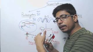 Difference between Prokaryotic and Eukaryotic Translation [upl. by Ennovoj]