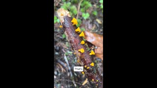 Saprophytic mushrooms  Golden Jelly Cones [upl. by Mella524]