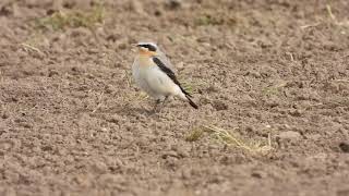 Wheatear male  Lochshaw  West Fife  27042024 [upl. by Eselahc]