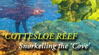 Snorkelling The Cove aka Cottesloe Reef Fish Habitat 4K [upl. by Tressia]