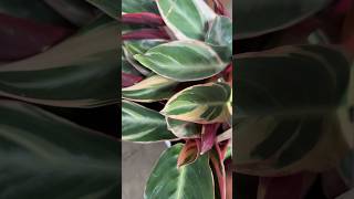 Proven Winners®️Leafjoy®️Socialite™️Trio Star Stromanthe sanguinea plants indoorplants shorts [upl. by Adnerad91]