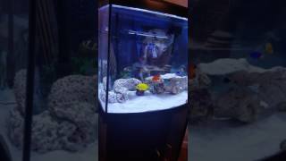 36 gallon bow front Fish tank [upl. by Catima]