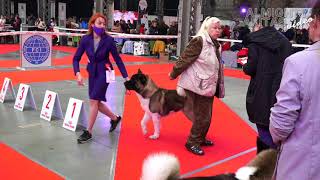 AMERICAN AKITA  CACIB 16 okt 2021  KHARKIV  UKRAINE [upl. by Hightower]