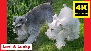 UNLEASHED 🌱Summer 22  Miniature Schnauzer Brothers [upl. by Combe169]