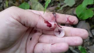 Bleeding Fairy Helmet Mushroom Mycena haematopus [upl. by Finstad464]