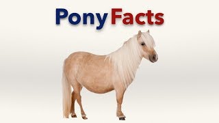 Pony Facts [upl. by Tselec530]