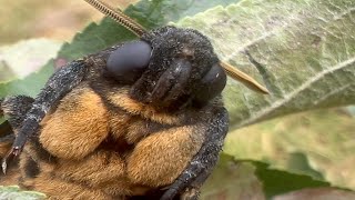 Face of the Deaths head Hawkmoth [upl. by Washington]