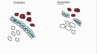 Biology Allopatric vs Sympatric Speciation [upl. by Simonette]