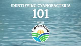 Identifying Cyanobacteria 101 [upl. by Yruy]