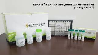 EpiQuik m6A RNA Methylation Quantification Kit  Assay Kit Demonstration [upl. by Ahseiym688]