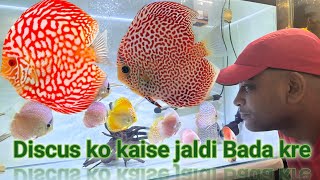 How to grow discus fish max size  Discus fish ko kaise jaldi bada kre  how to groom discus fish [upl. by Byrn541]