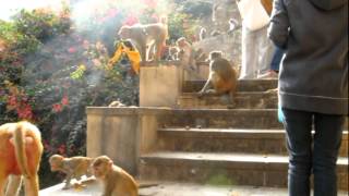 Galta Temple Monkeys Jaipur India [upl. by Engle]