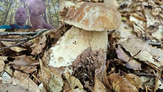 I PORCINI ESTIVI DELL APPENNINO REGGIANO [upl. by Eanert116]